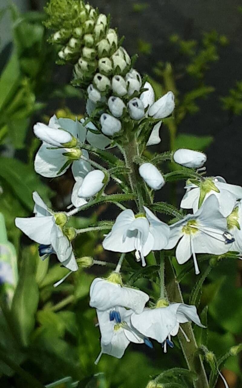 Veronica gentianoides