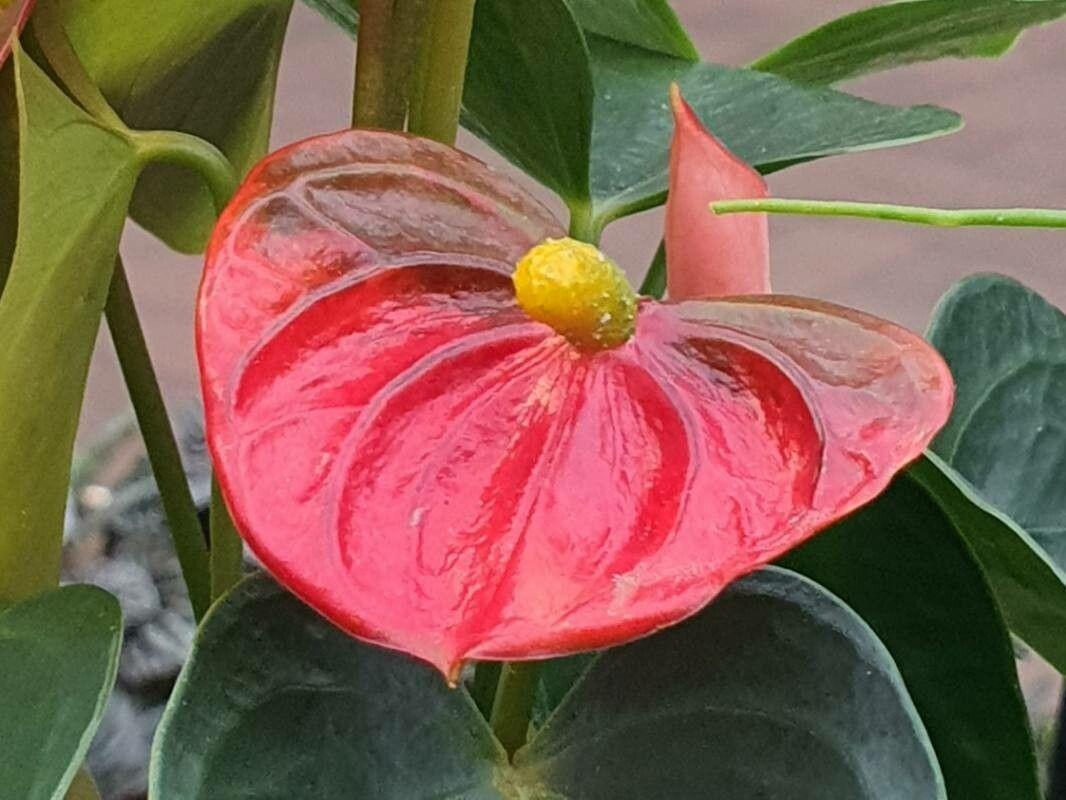 Anthurium scherzerianum