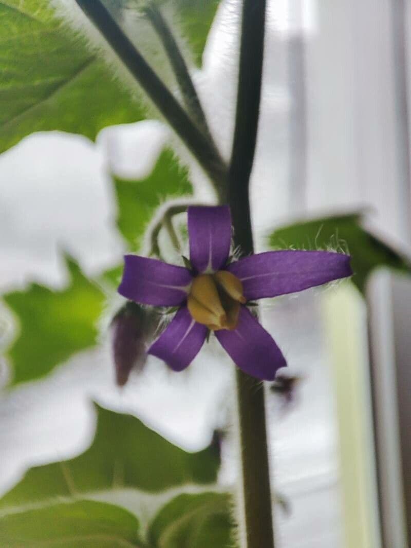 Solanum mammosum