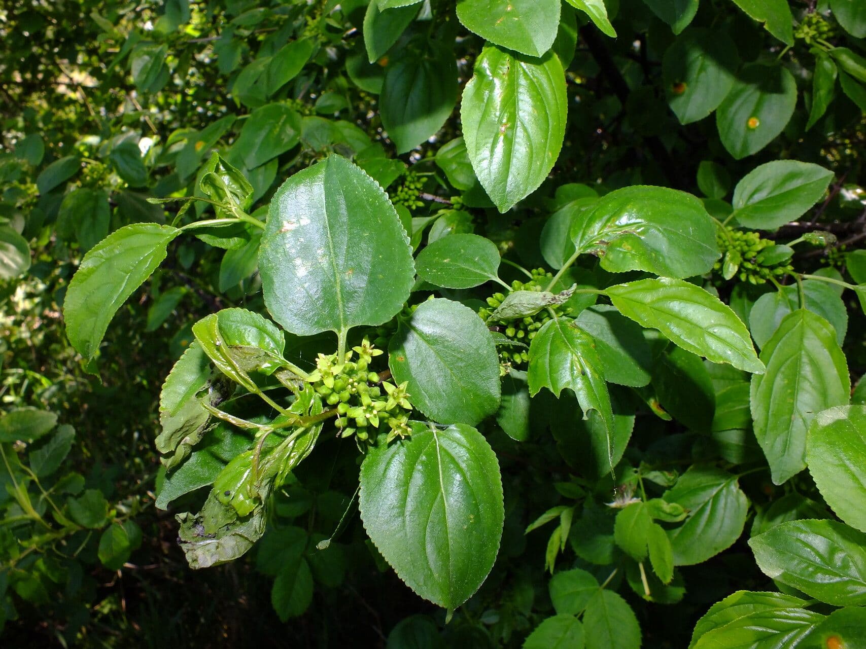 Rhamnus cathartica