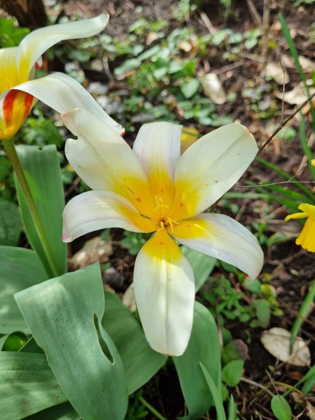 Tulipa kaufmanniana