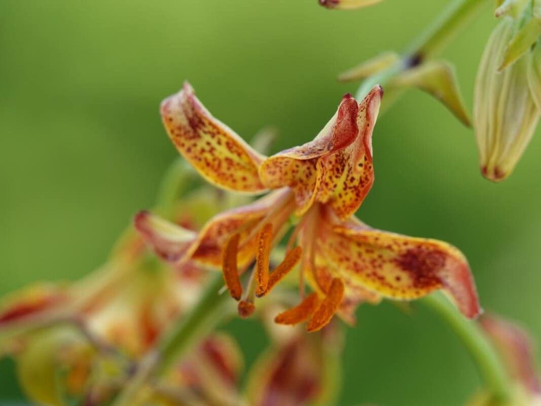 Lilium parvum