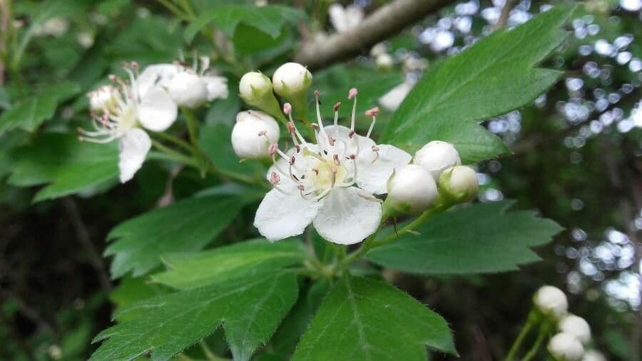 Crataegus laevigata