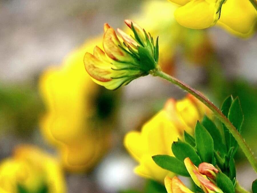 Lotus tenuis