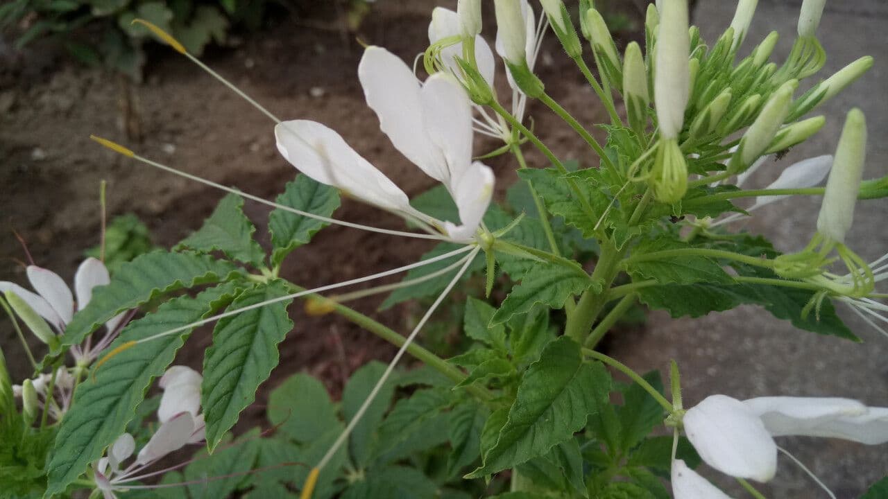 Cleome speciosa