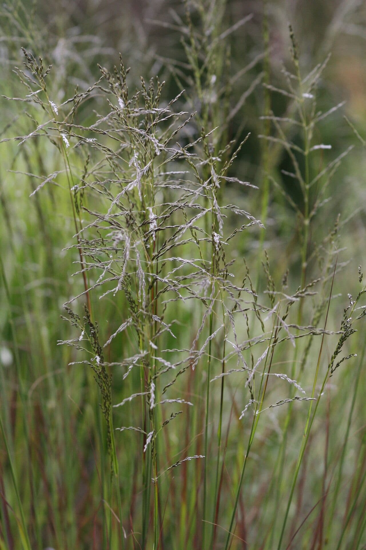 Eragrostis curvula