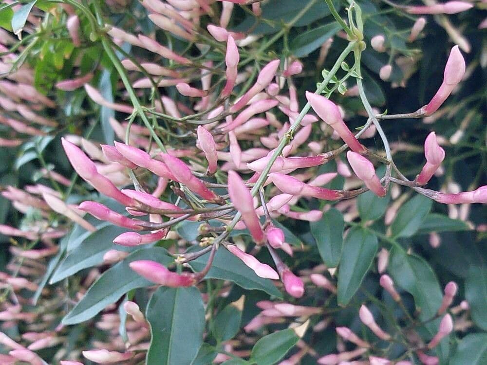 Jasminum polyanthum