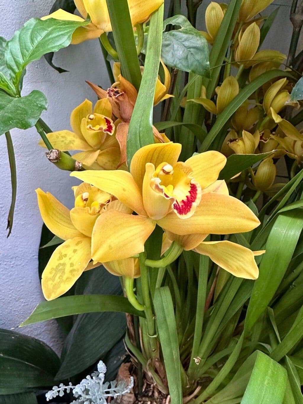 Cymbidium devonianum