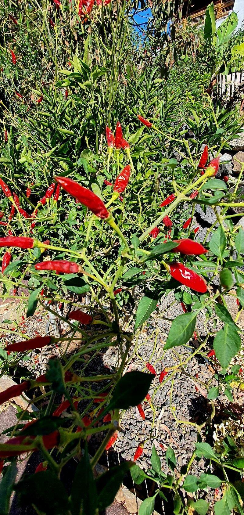 Capsicum frutescens