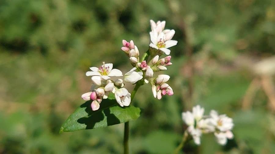 Fagopyrum esculentum