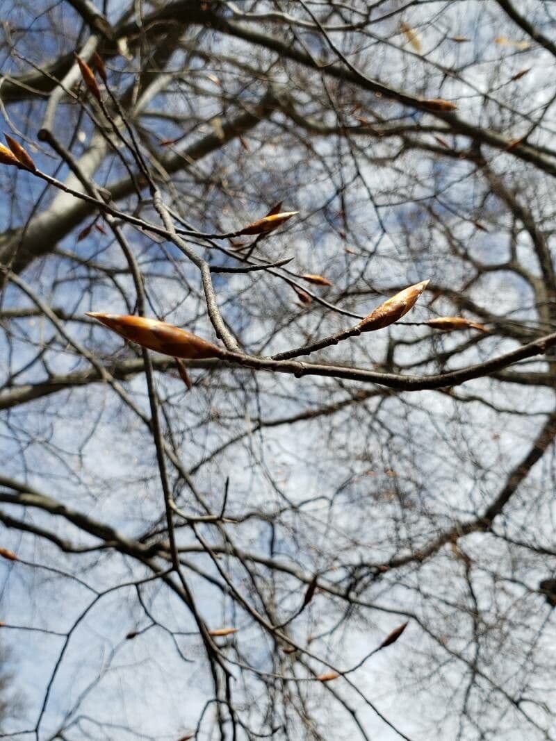 Fagus grandifolia