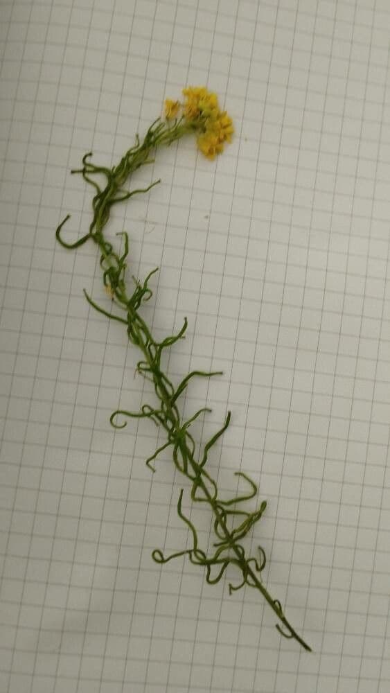 Elodea nuttallii