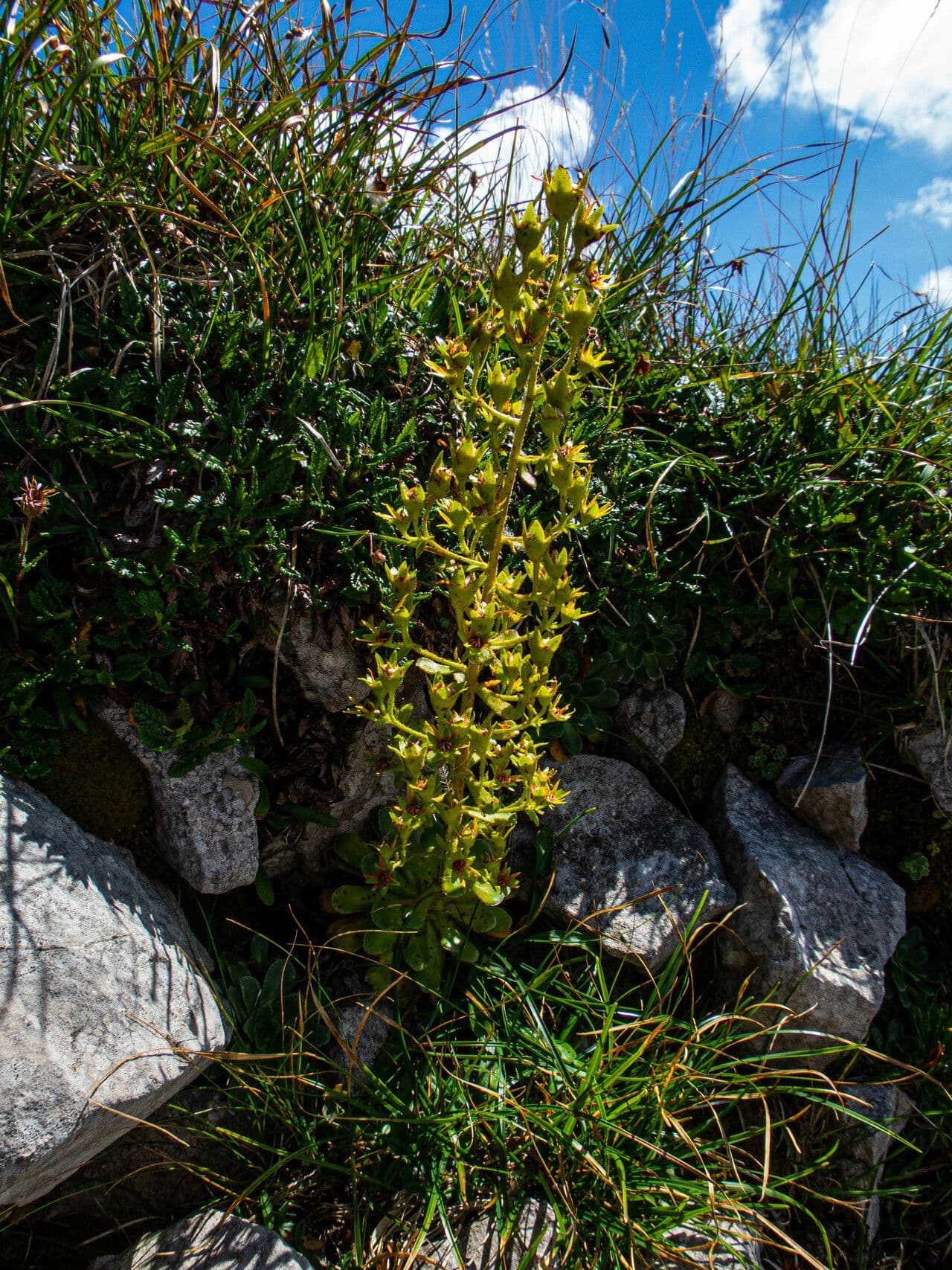 Saxifraga mutata