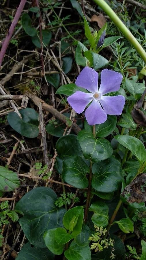 Vinca major