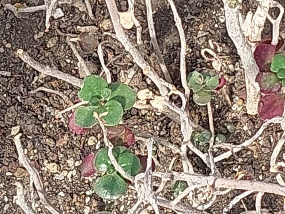 Kalanchoe bracteata