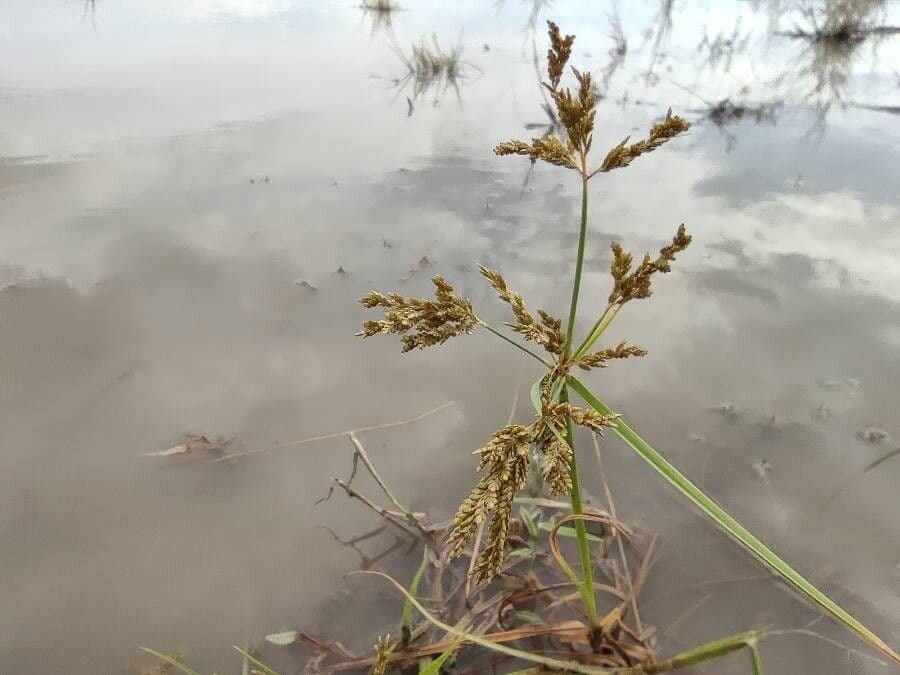 Cyperus iria