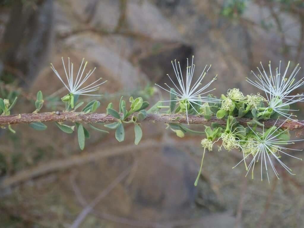 Maerua parvifolia