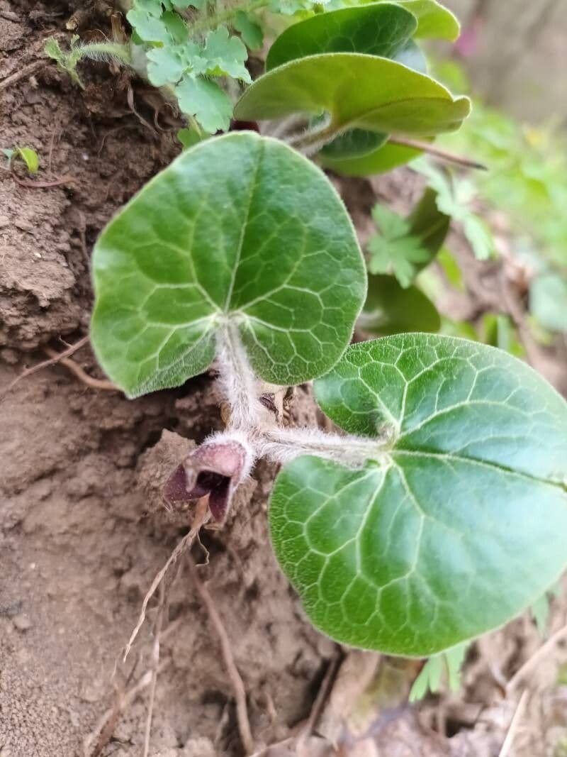 Asarum europaeum