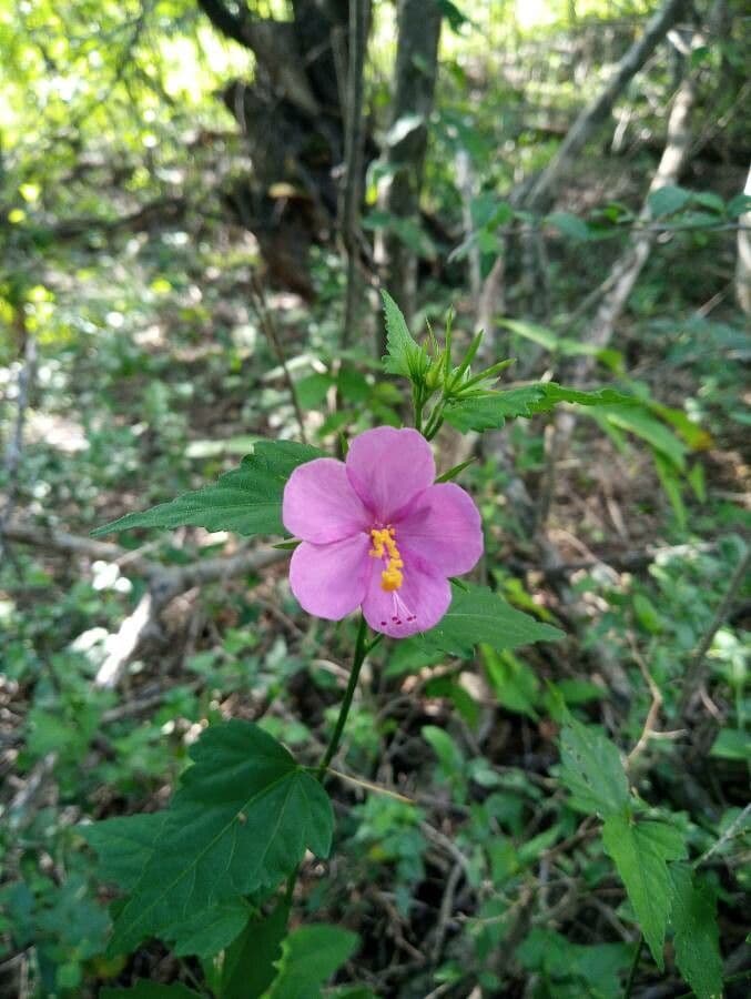 Pavonia lasiopetala