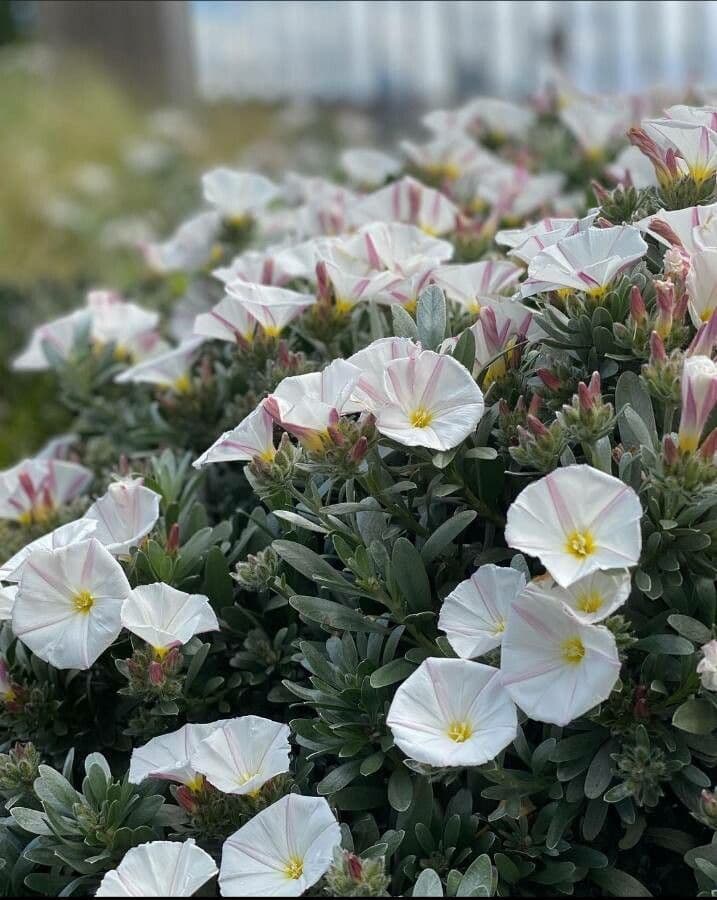 Convolvulus cneorum