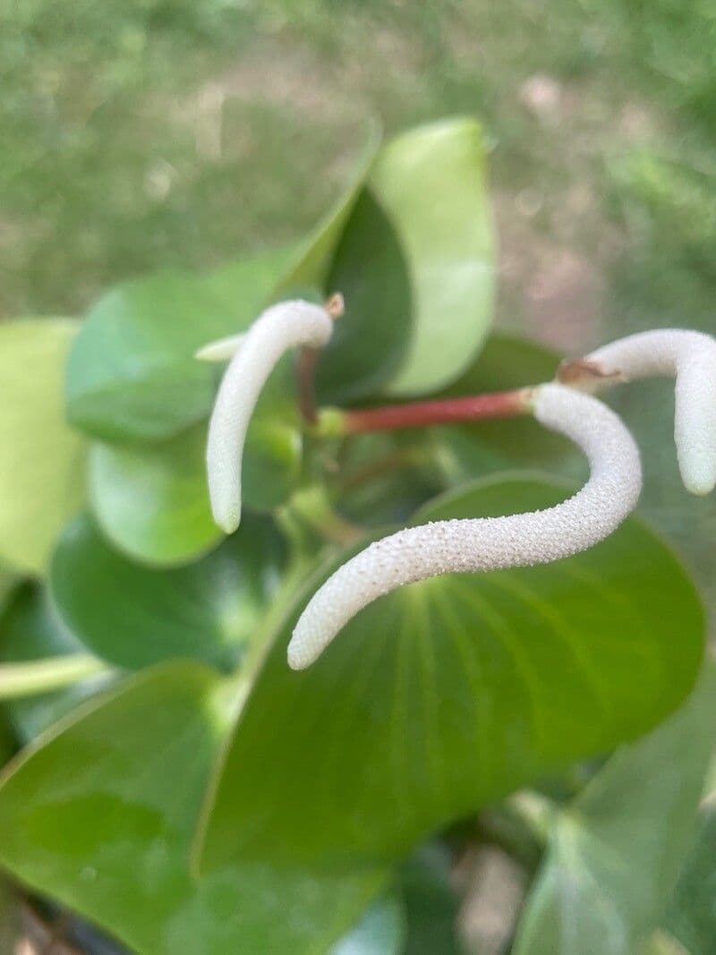 Peperomia polybotrya