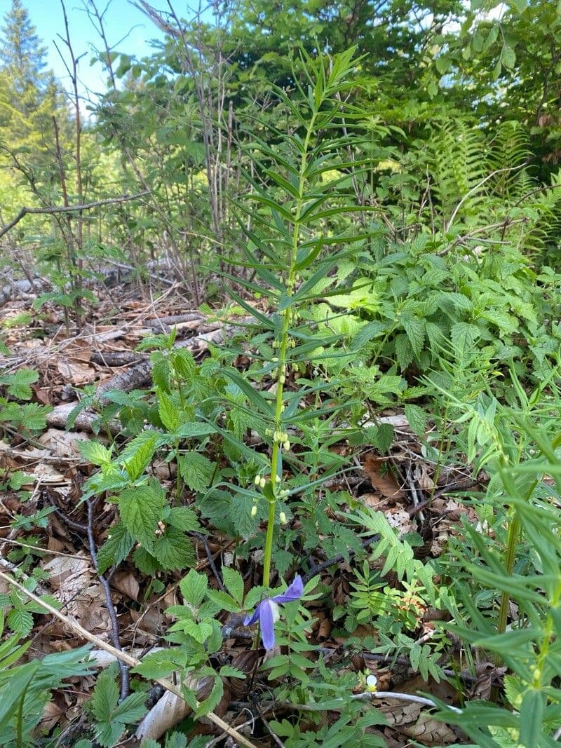 Polygonatum verticillatum