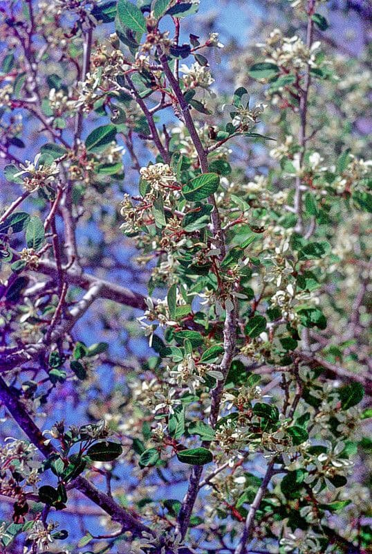 Amelanchier utahensis