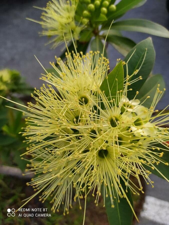 Xanthostemon pubescens