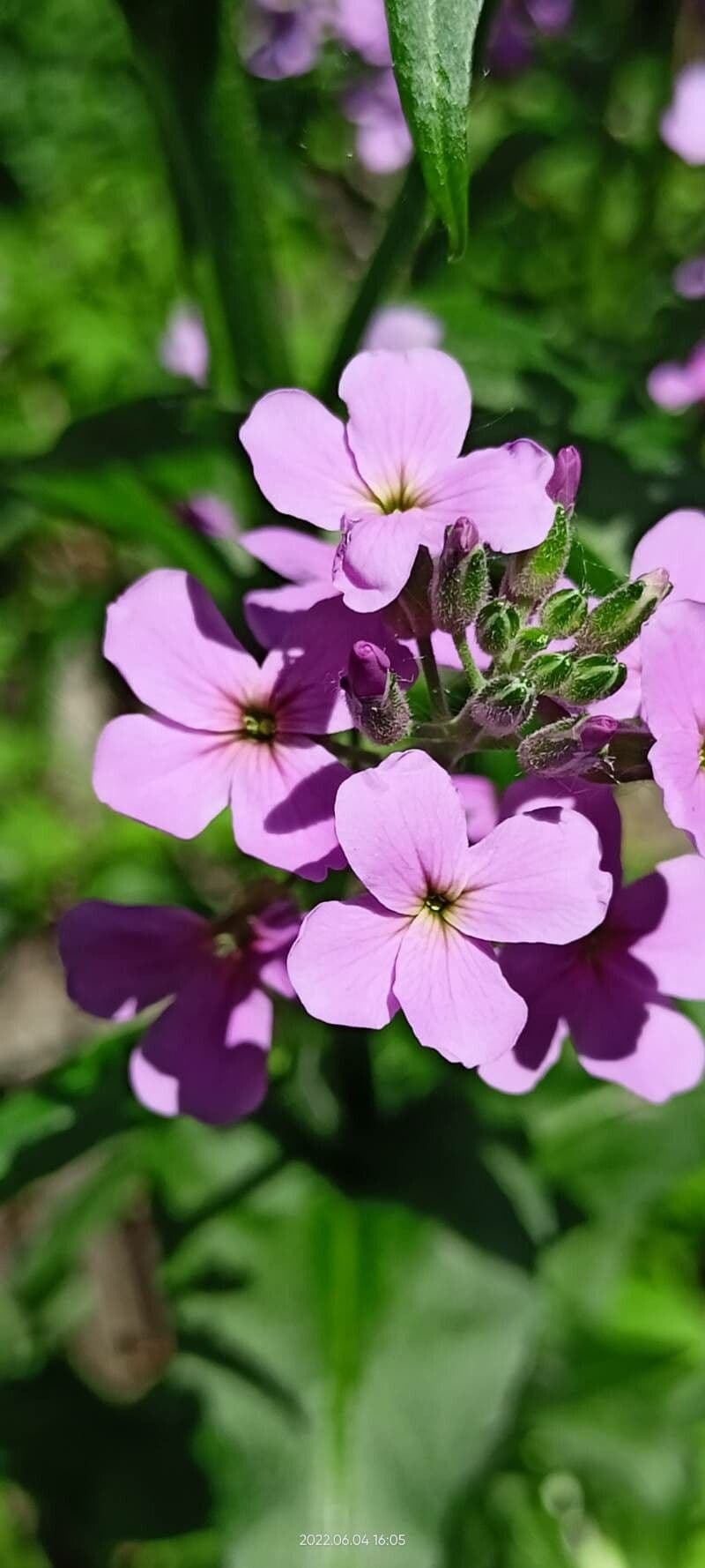 Hesperis matronalis