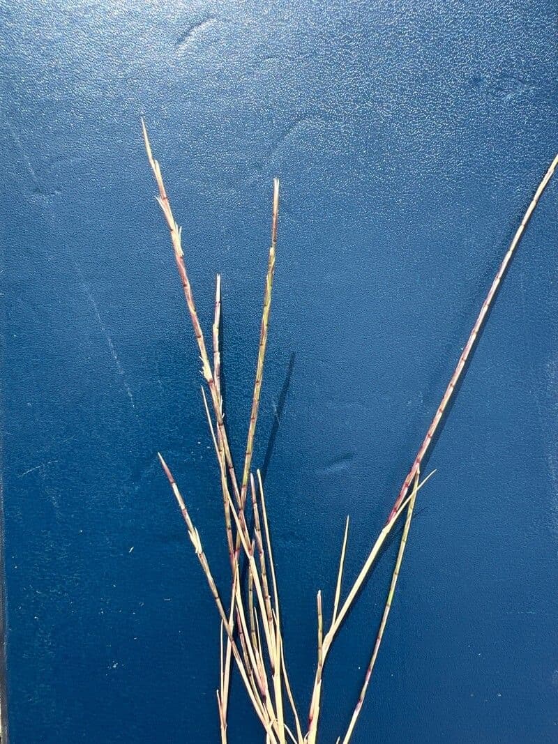 Parapholis filiformis