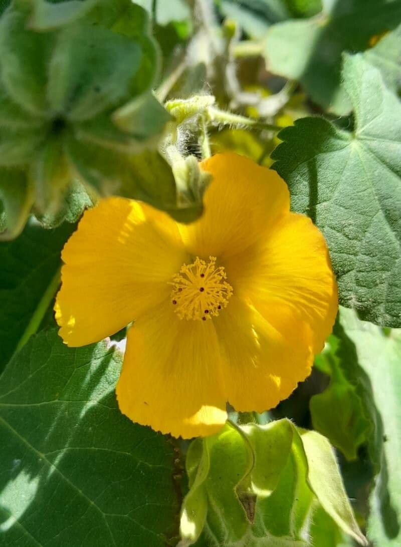 Abutilon grandifolium