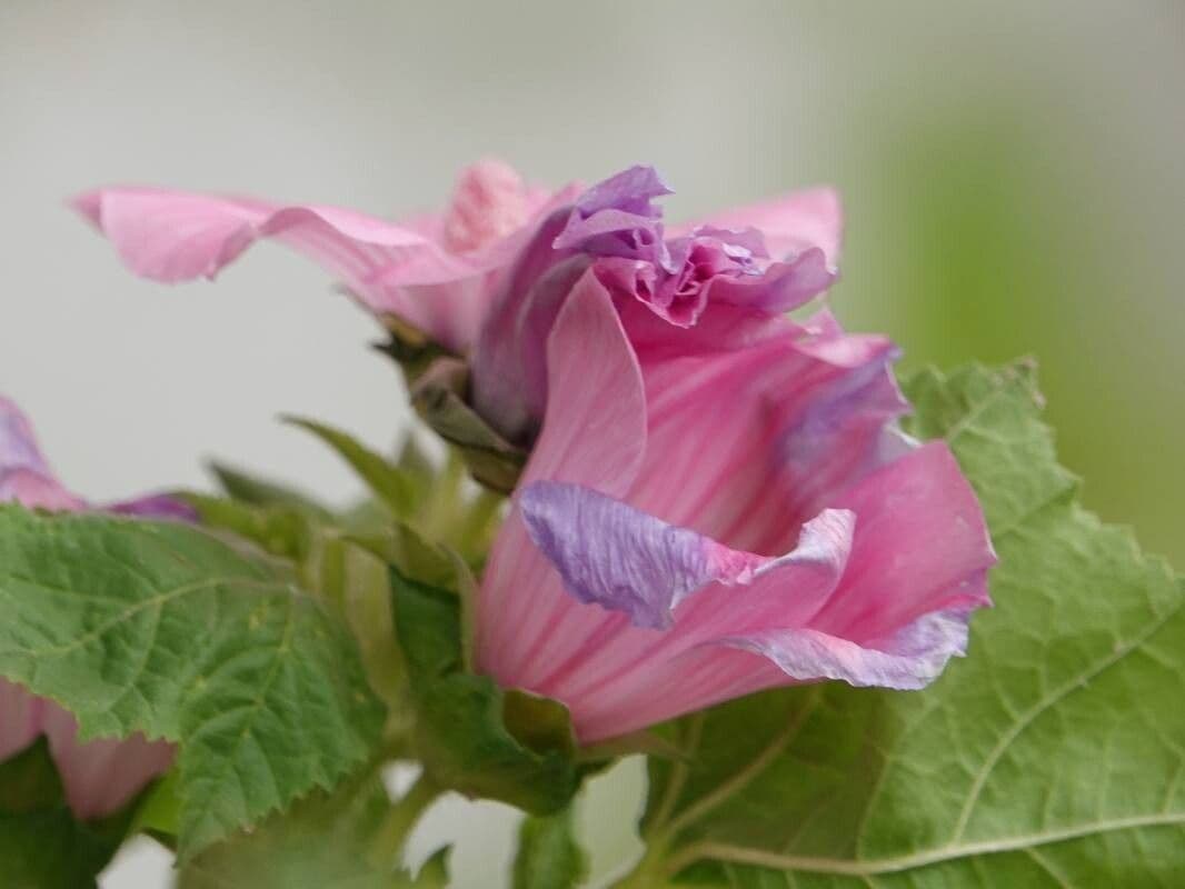Malva trimestris