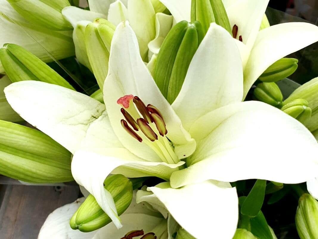 Lilium candidum