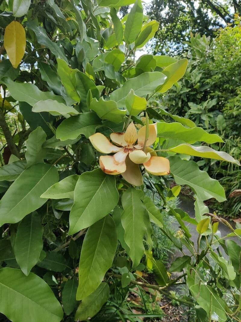 Magnolia delavayi