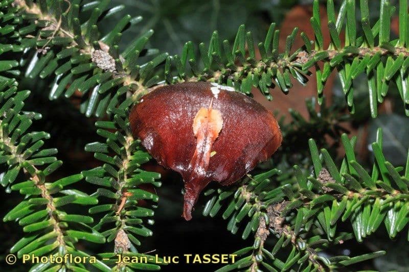 Abies nebrodensis