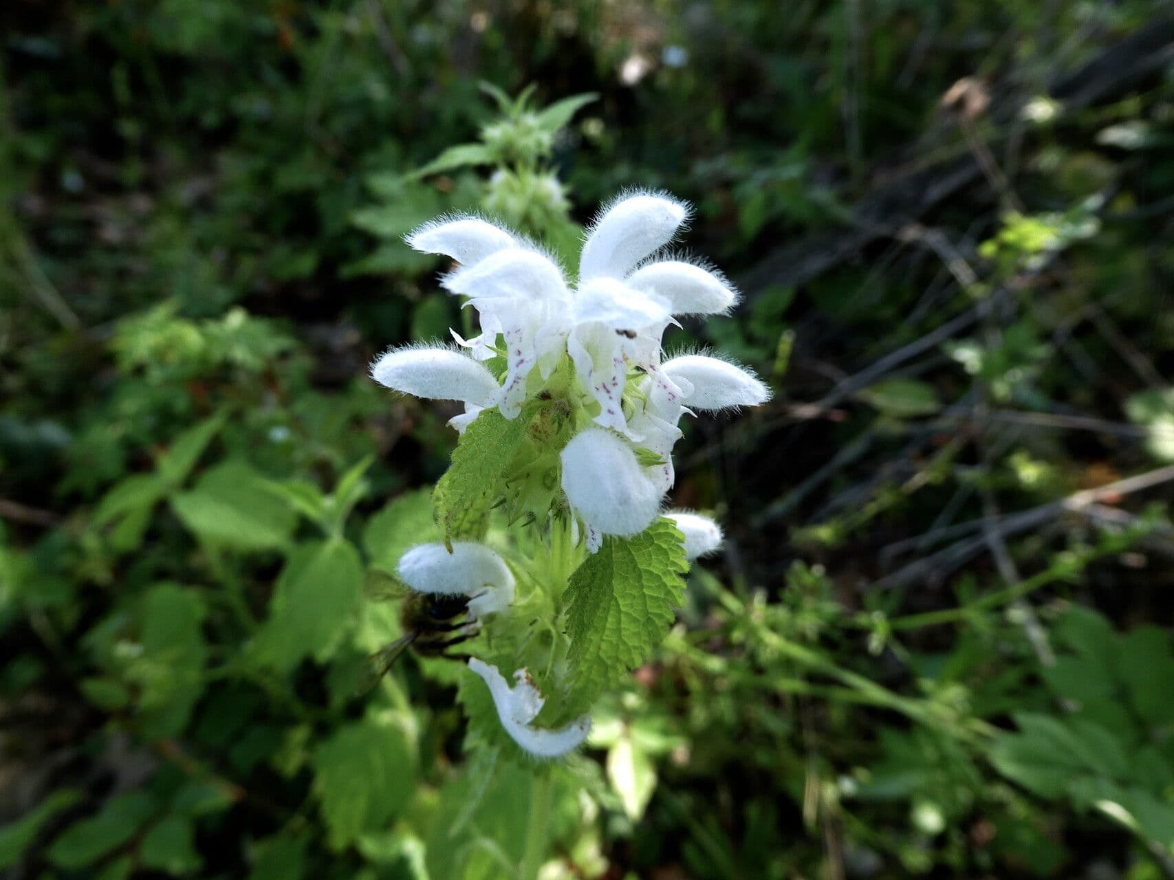 Lamium flexuosum