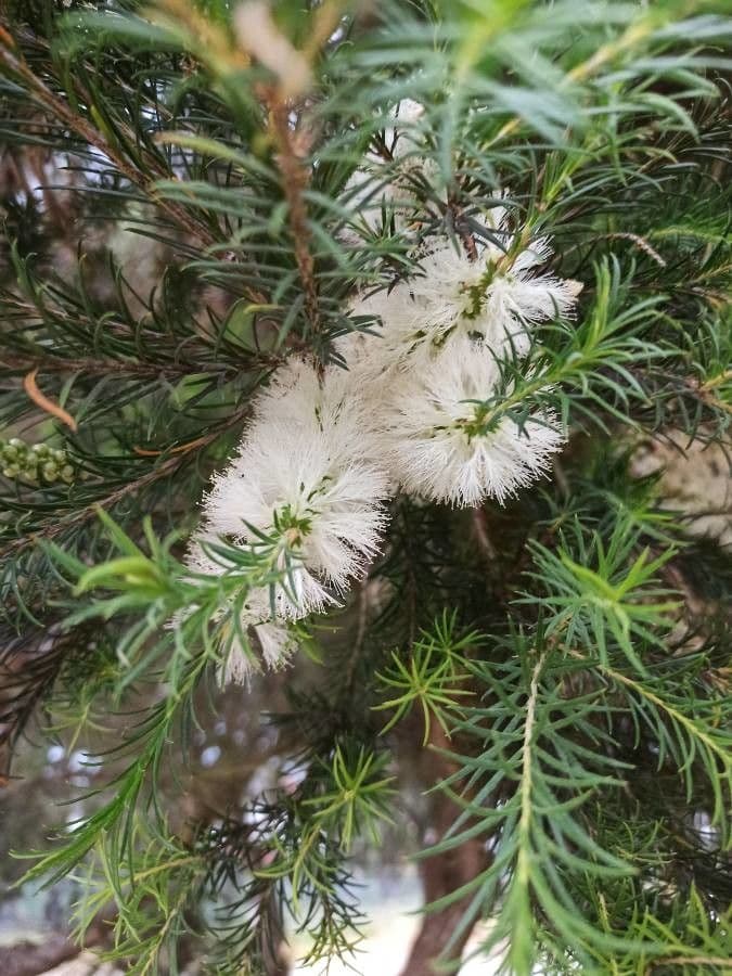 Melaleuca ericifolia