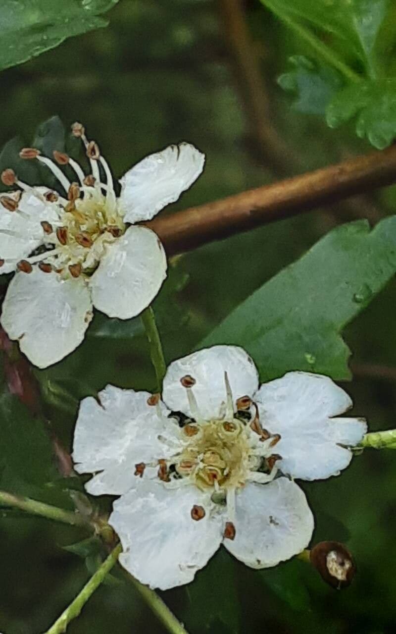 Crataegus azarolus