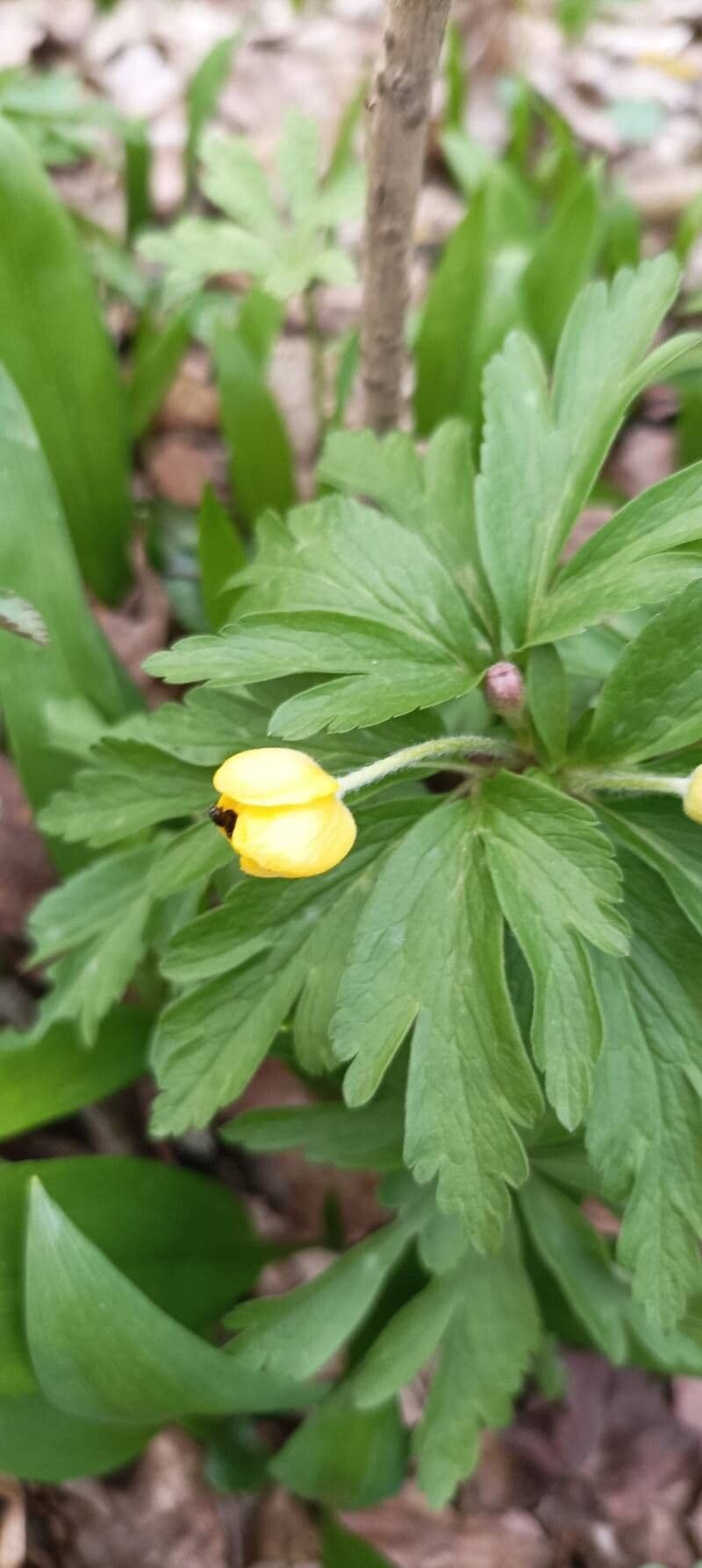 Anemonoides ranunculoides