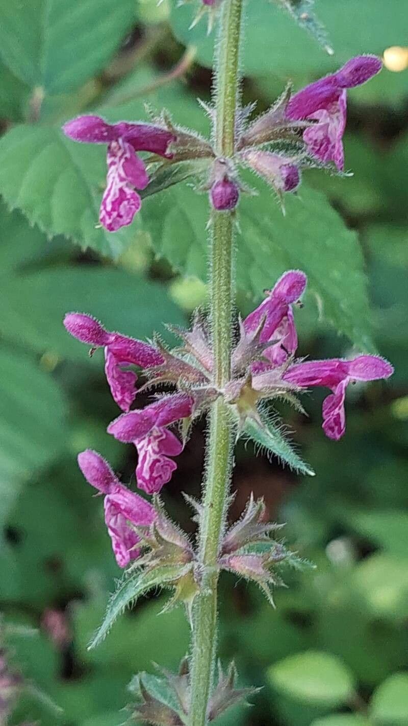 Stachys sylvatica