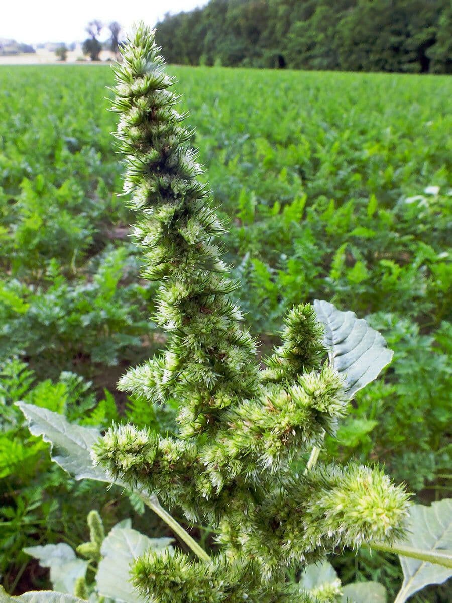 Amaranthus retroflexus