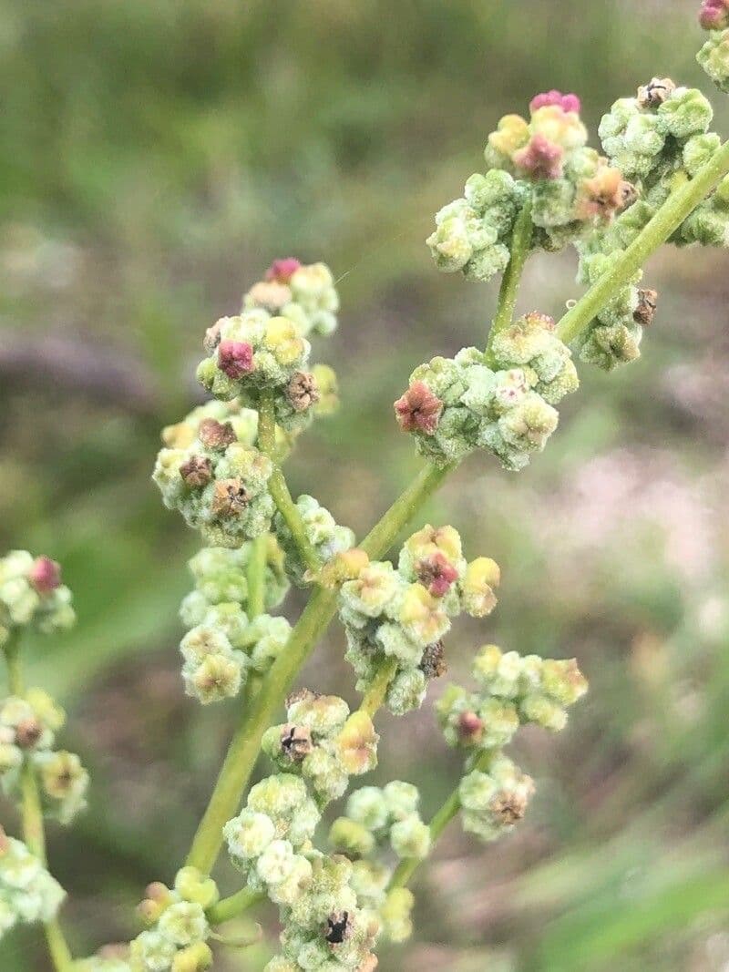 Chenopodium vulvaria