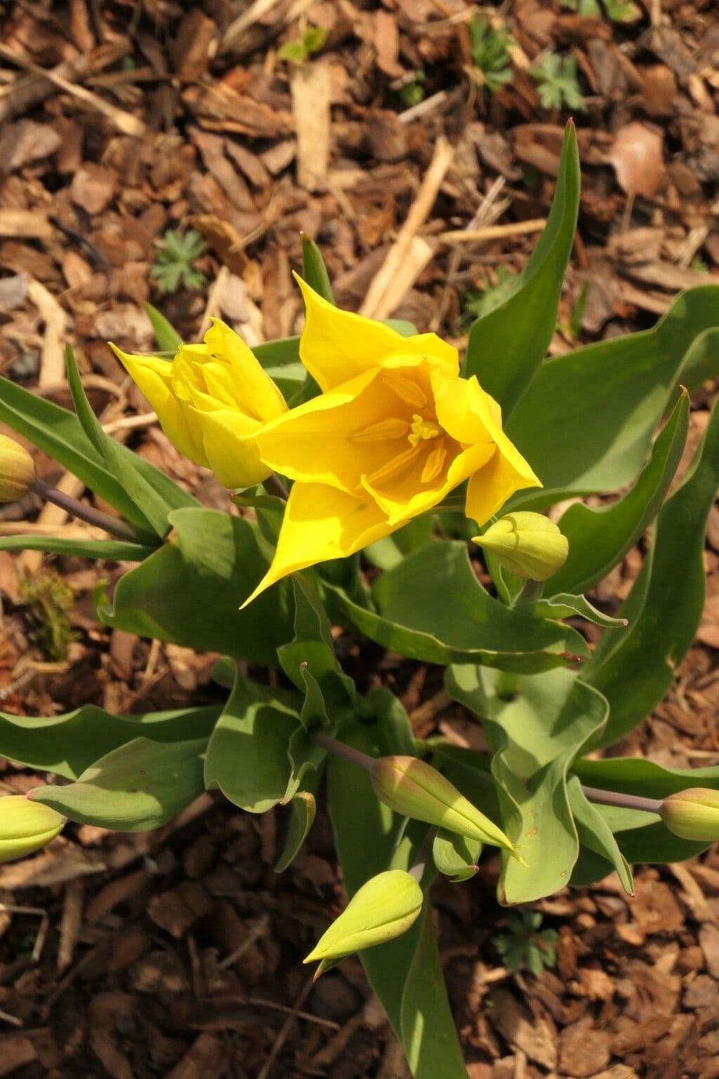 Tulipa sylvestris