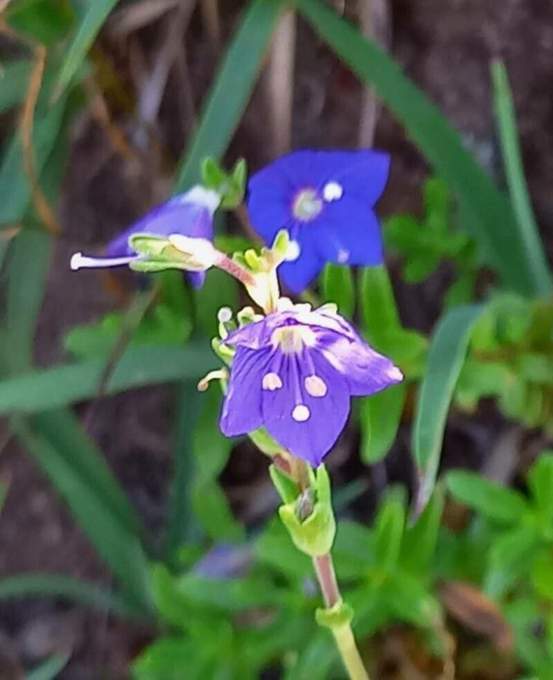 Veronica fruticans