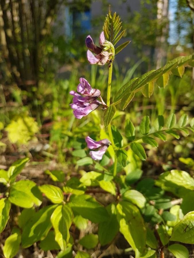 Vicia sepium