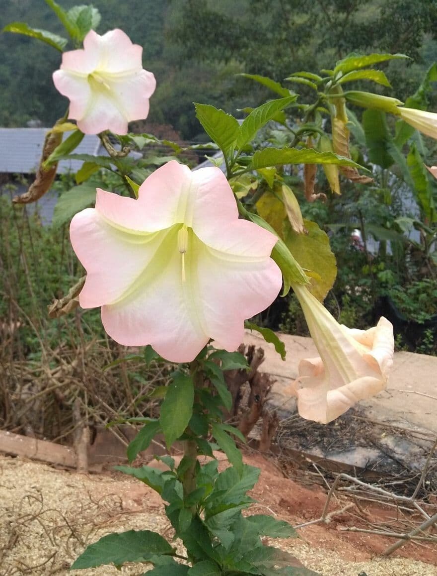 Brugmansia suaveolens