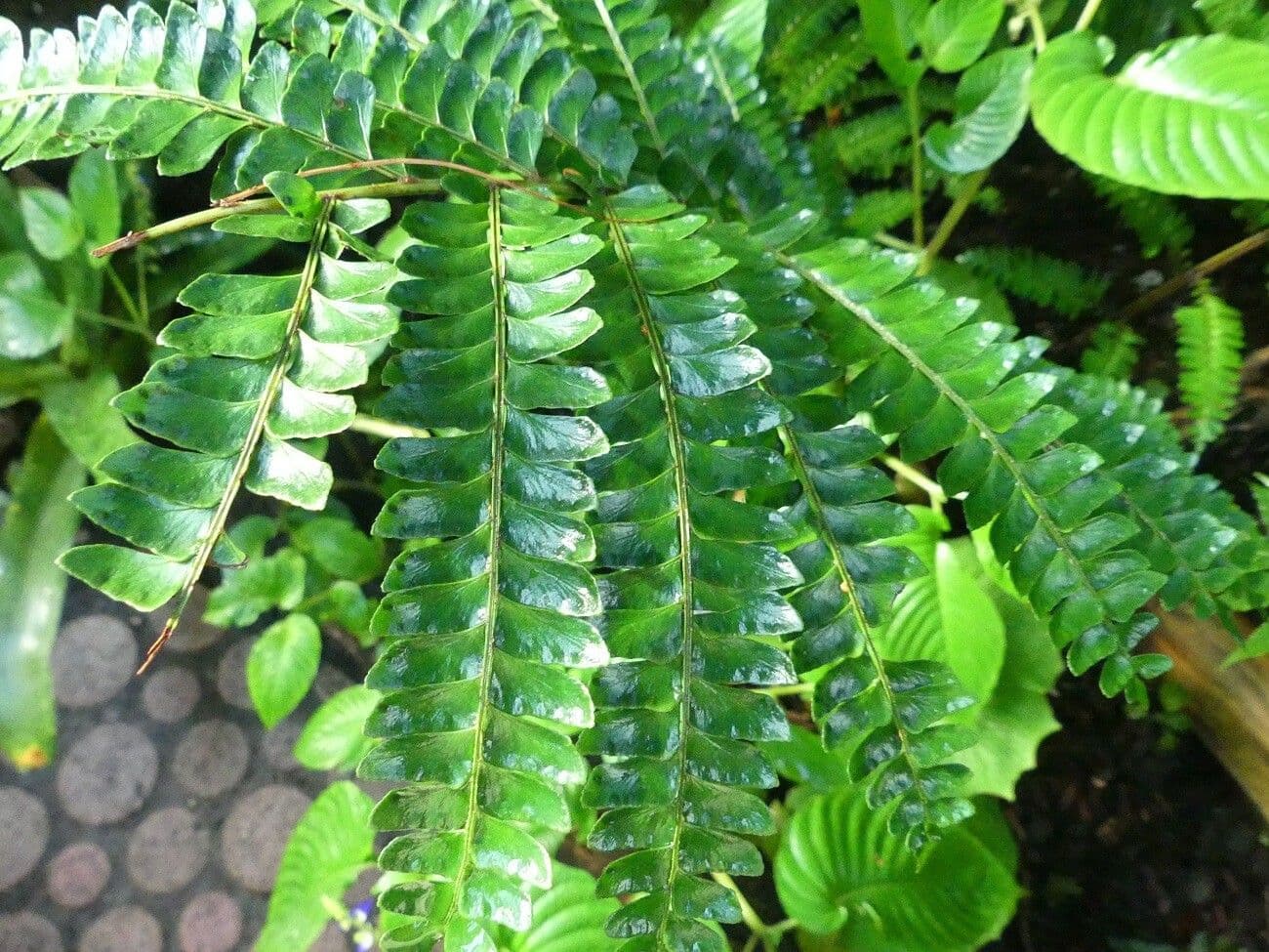 Didymochlaena truncatula