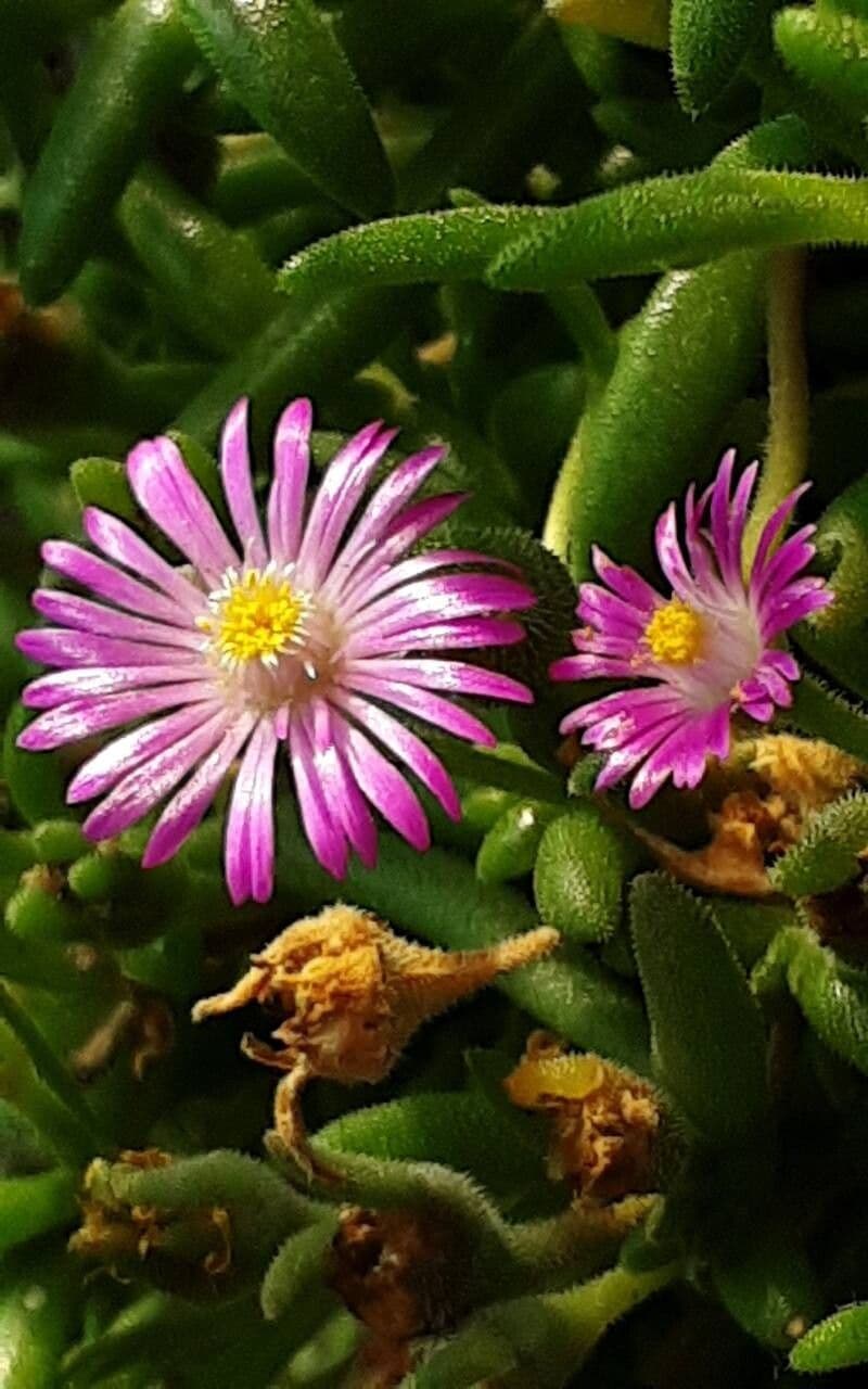 Mesembryanthemum nodiflorum