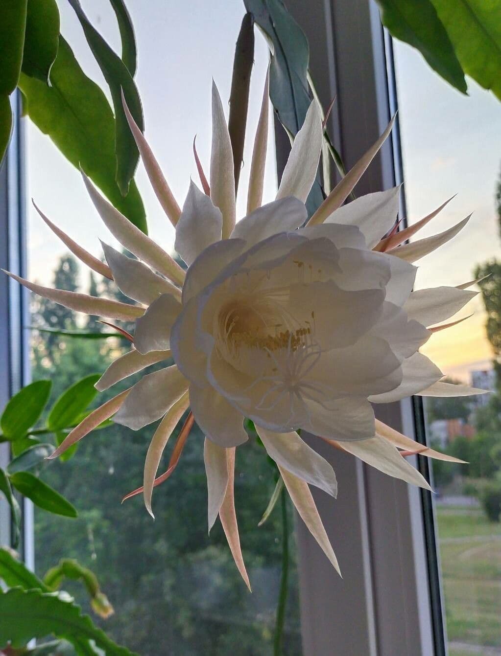 Epiphyllum oxypetalum