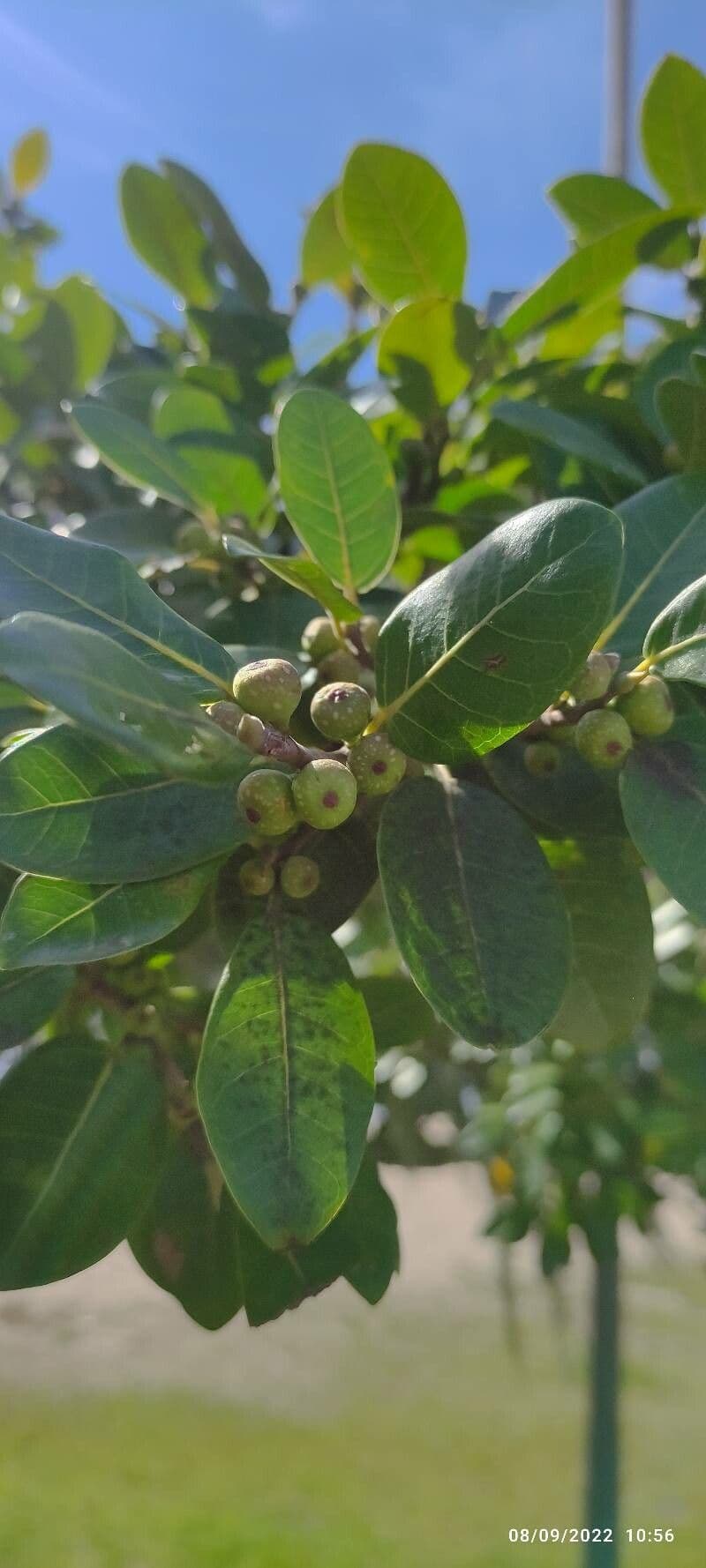 Ficus thonningii